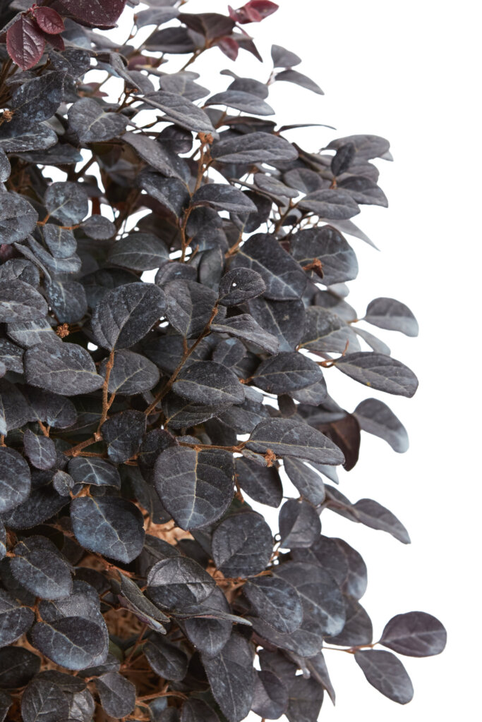 LOROPETALUM CHINENSE EVER RED (R-ROYALTY)