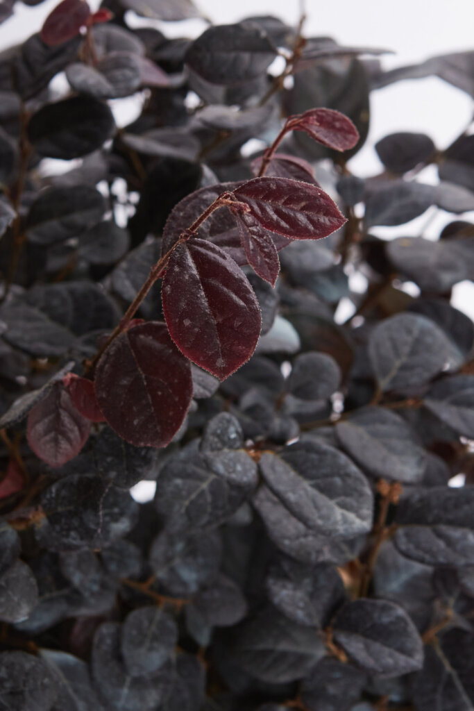 LOROPETALUM CHINENSE EVER RED (R-ROYALTY)