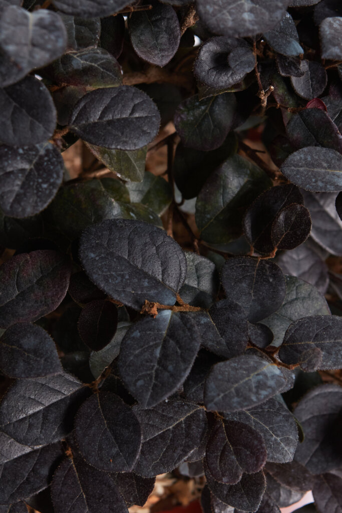 LOROPETALUM CHINENSE EVER RED (R-ROYALTY)