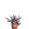 LOROPETALUM CHINENSE EVER RED