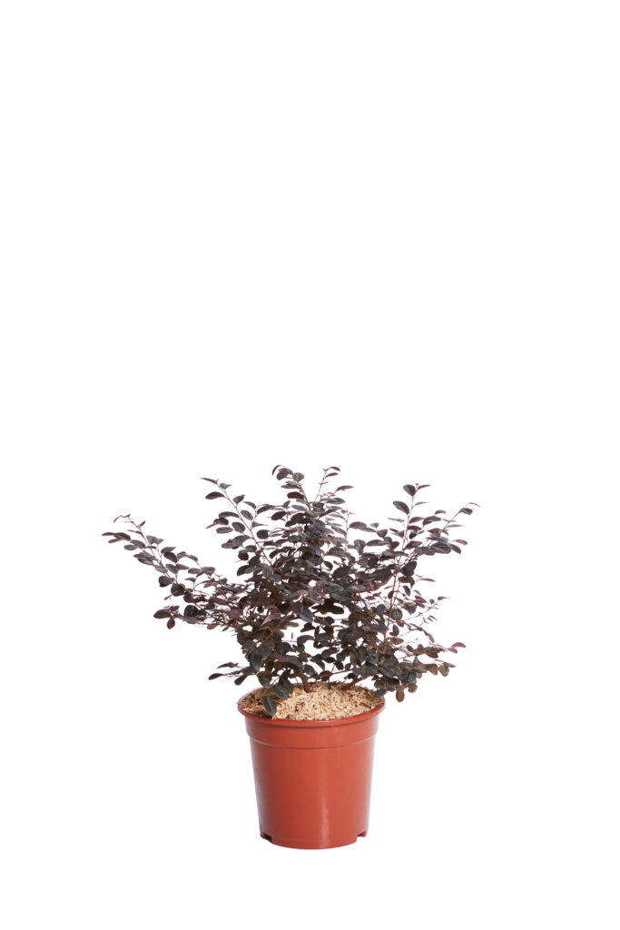 LOROPETALUM CHINENSE EVER RED (R-ROYALTY)