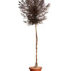 LOROPETALUM CHINENSE FEDE