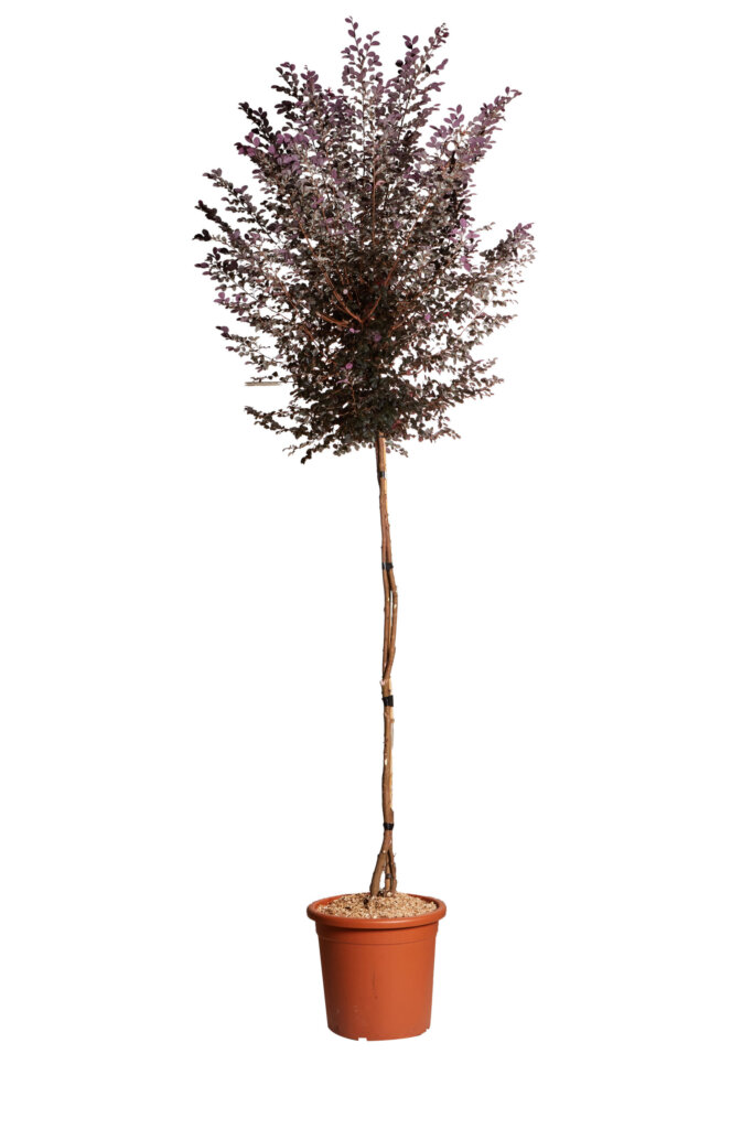 LOROPETALUM CHINENSE FEDE
