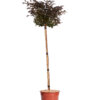 LOROPETALUM CHINENSE FEDE