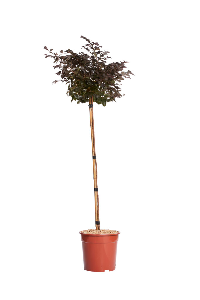 LOROPETALUM CHINENSE FEDE