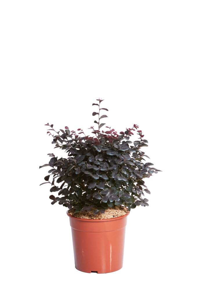 LOROPETALUM CHINENSIS FEDE