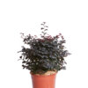 LOROPETALUM FEDE