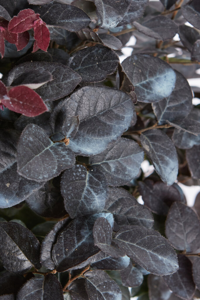 LOROPETALUM CHINENSE FEDE