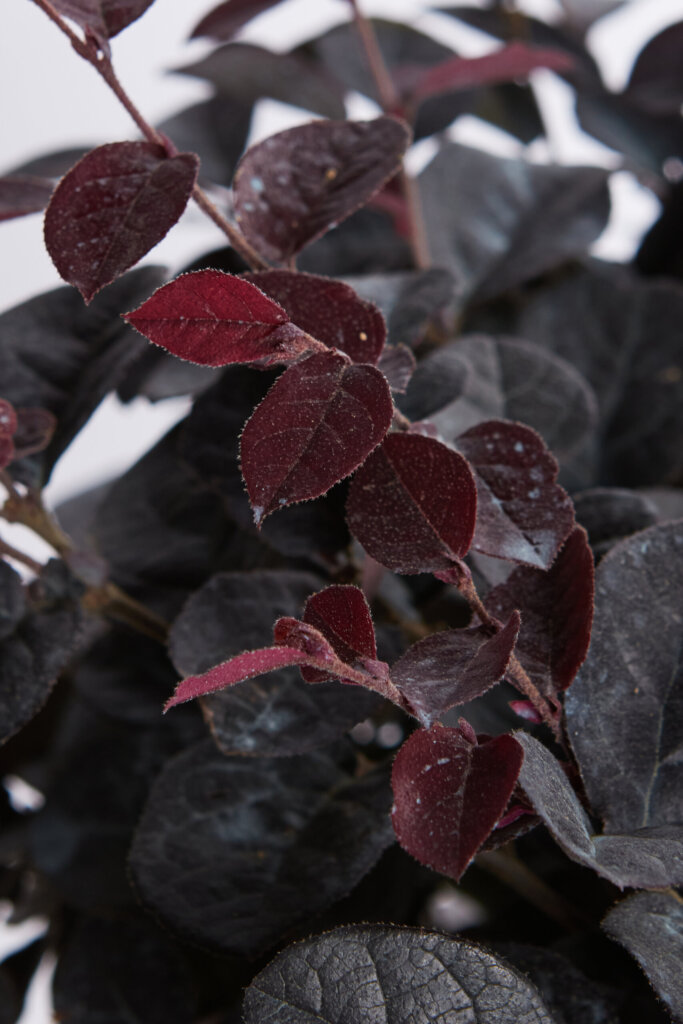 LOROPETALUM CHINENSE FEDE