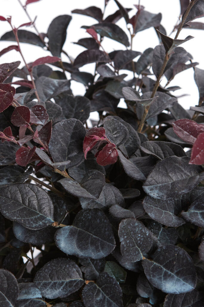 LOROPETALUM CHINENSE FEDE