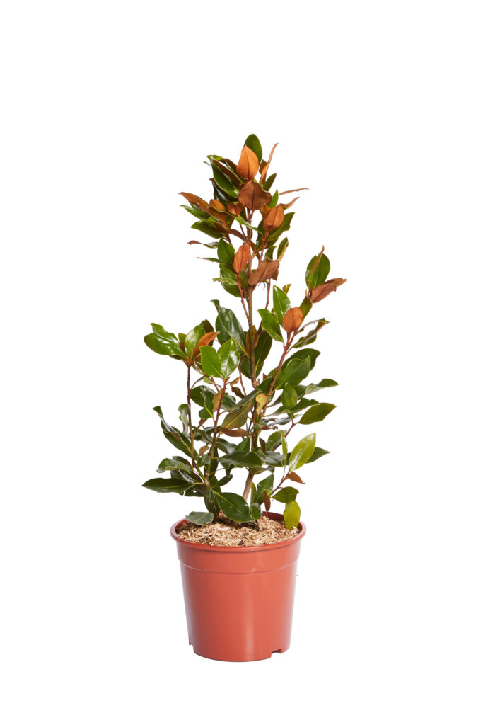 MAGNOLIA GRANDIFLORA LITTLE GEM
