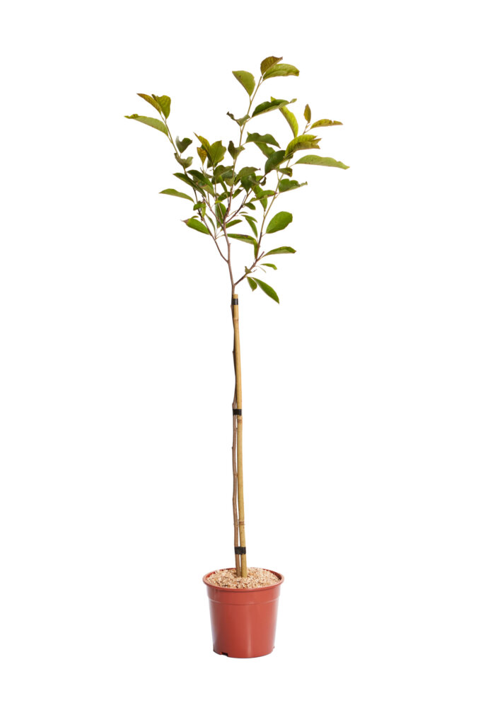 MAGNOLIA SOULANGEANA