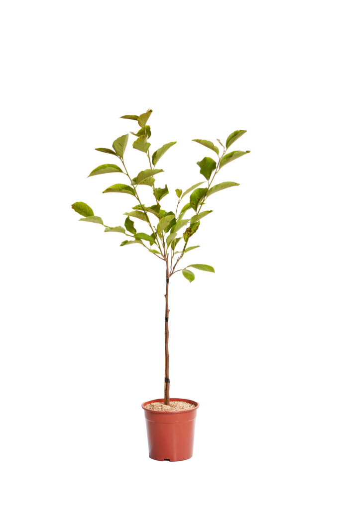 MAGNOLIA SOULANGEANA