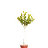 MAGNOLIA STELLATA