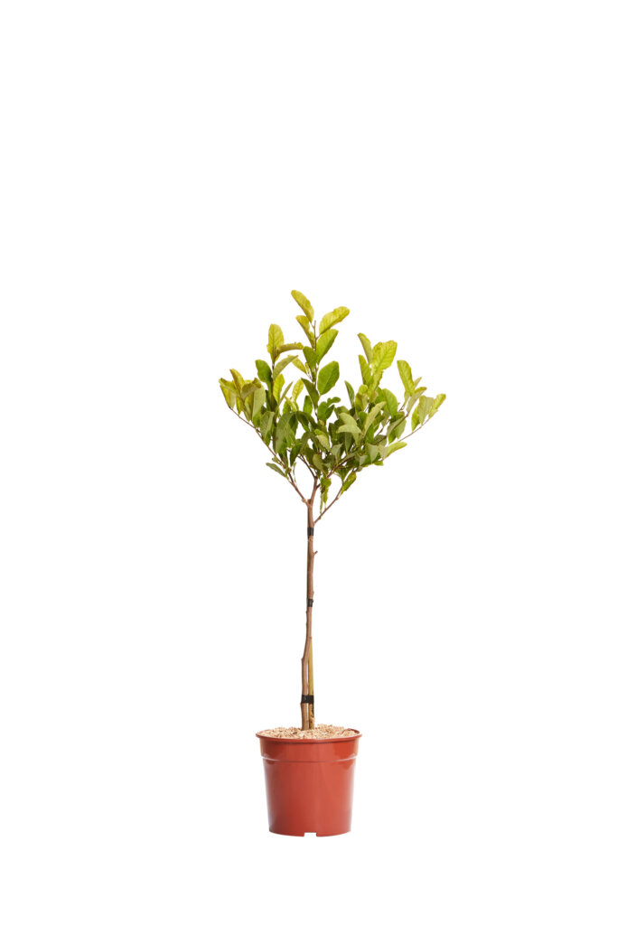 MAGNOLIA STELLATA