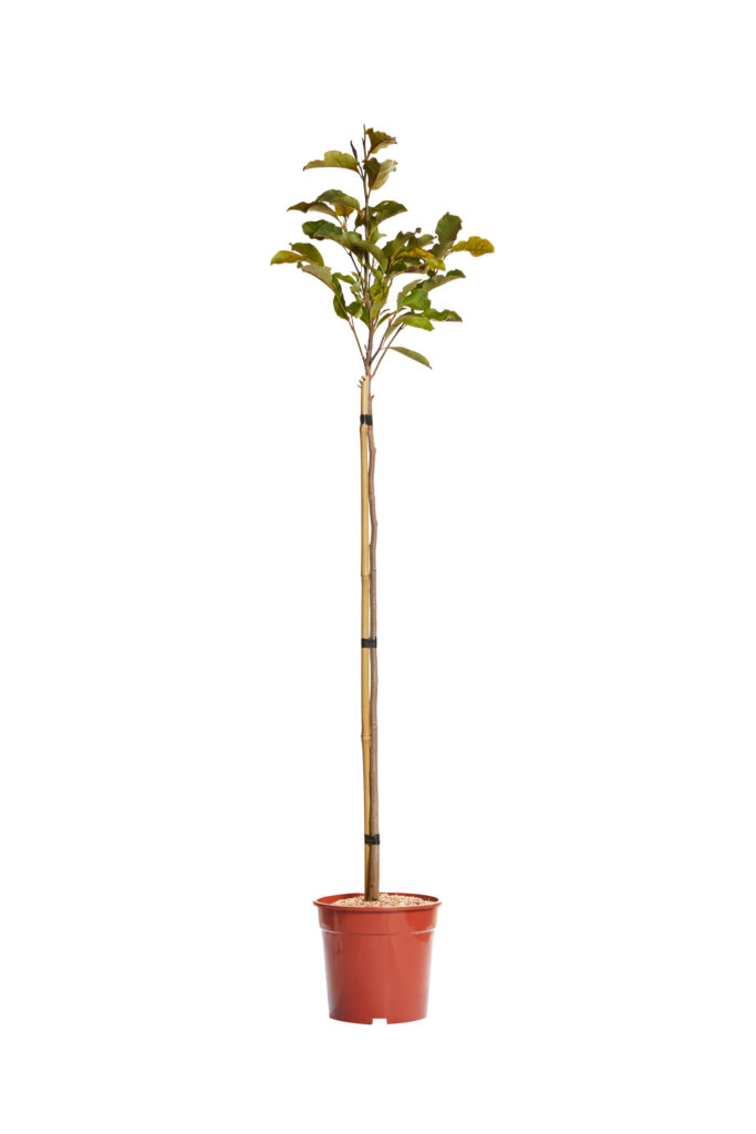 MAGNOLIA SUSAN