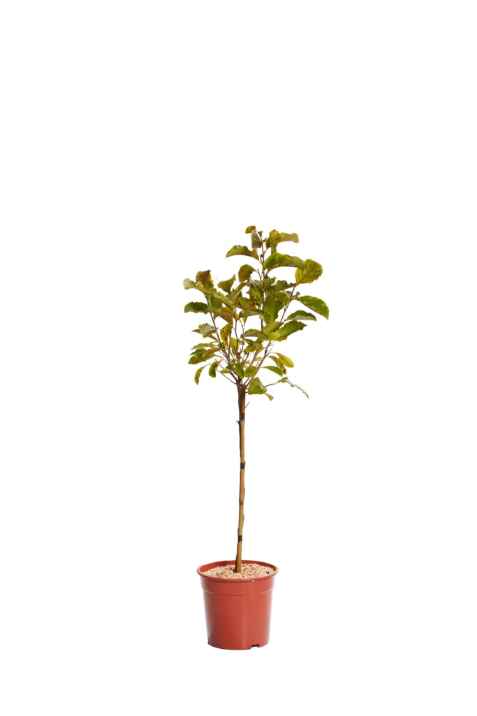 MAGNOLIA SUSAN