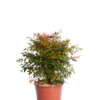 NANDINA DOMESTICA GULF STREAM