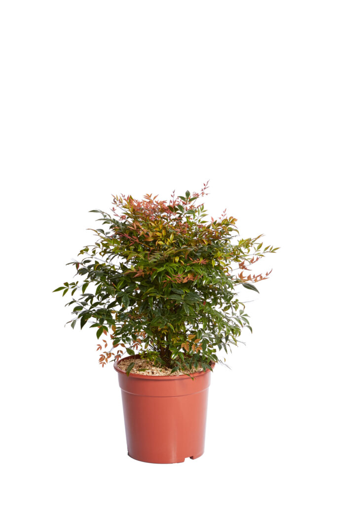 NANDINA DOMESTICA GULF STREAM