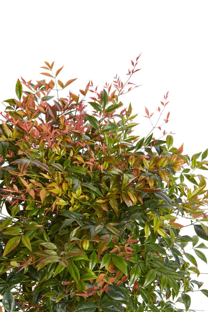NANDINA DOMESTICA GULF STREAM