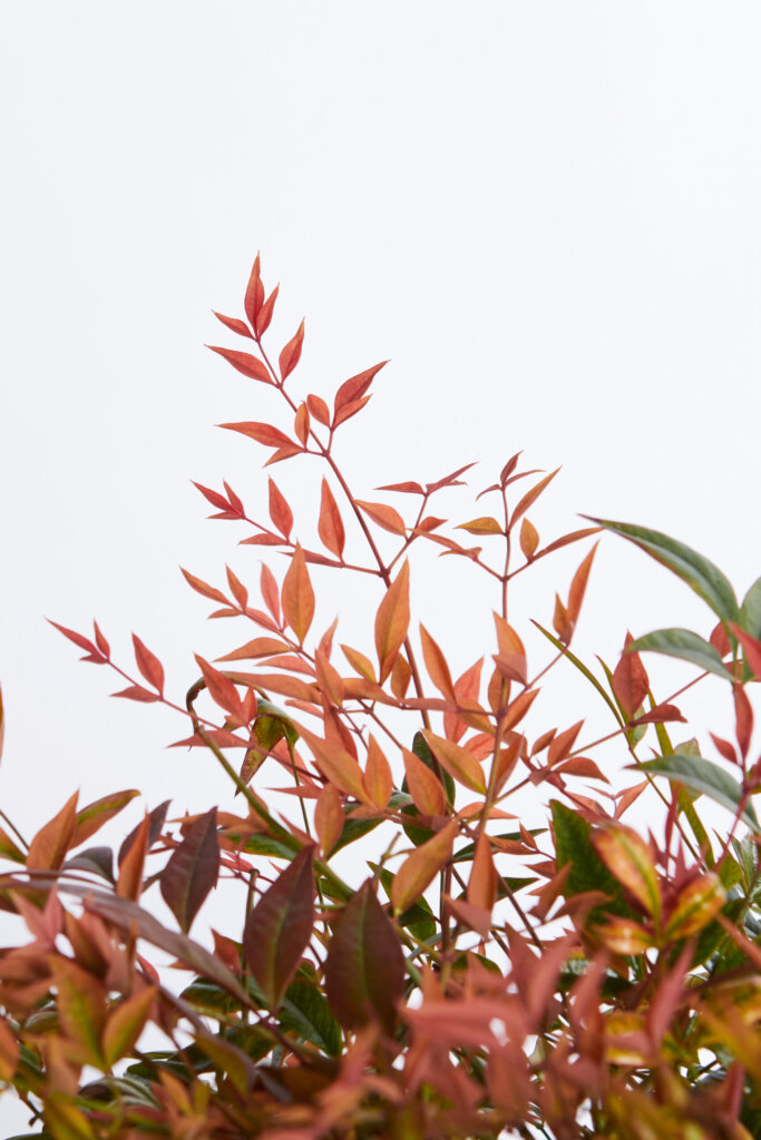 NANDINA DOMESTICA GULF STREAM
