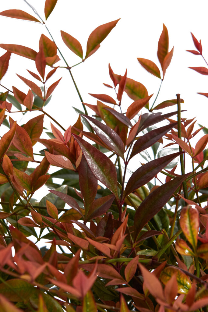 NANDINA DOMESTICA GULF STREAM