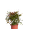 NANDINA DOMESTICA OBSESSED
