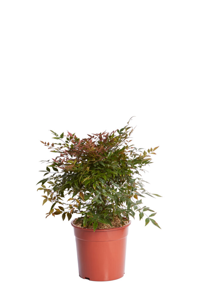 NANDINA DOMESTICA OBSESSED(R-ROYALTY)