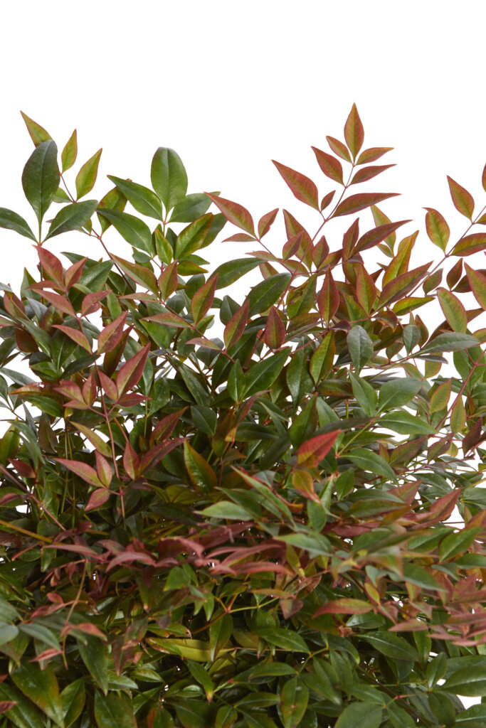 NANDINA DOMESTICA OBSESSED(R-ROYALTY)