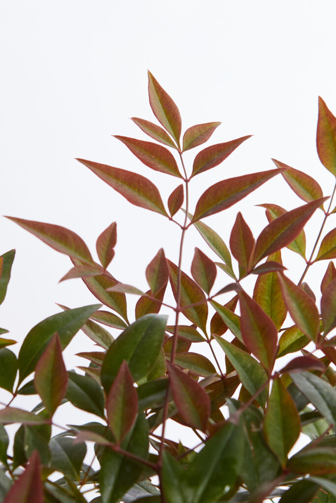 NANDINA DOMESTICA OBSESSED(R-ROYALTY)