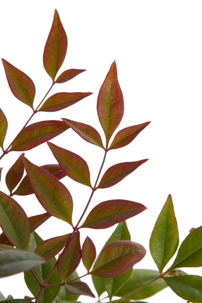 NANDINA DOMESTICA OBSESSED(R-ROYALTY)