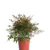 NANDINA DOMESTICA OBSESSED(R-ROYALTY)