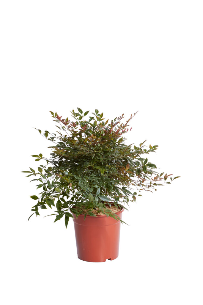 NANDINA DOMESTICA OBSESSED(R-ROYALTY)