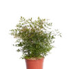 NANDINA DOMESTICA