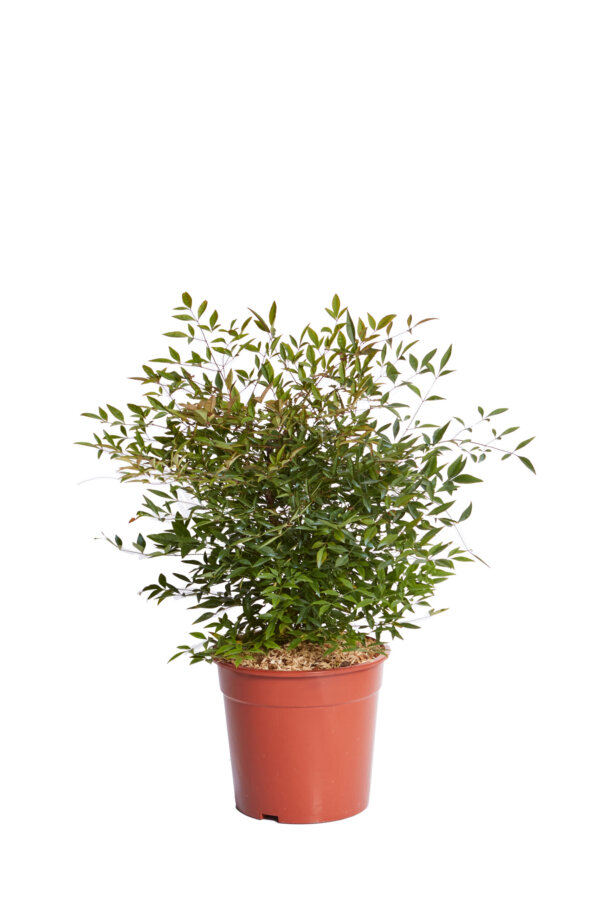 NANDINA DOMESTICA