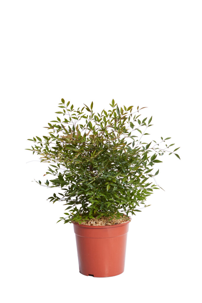 NANDINA DOMESTICA