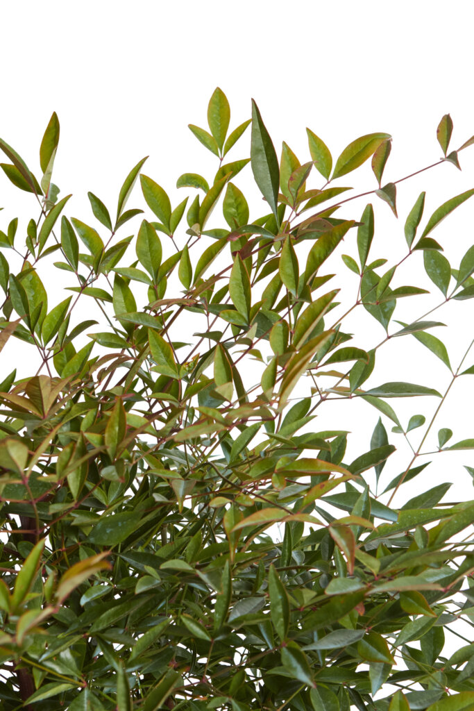 NANDINA DOMESTICA
