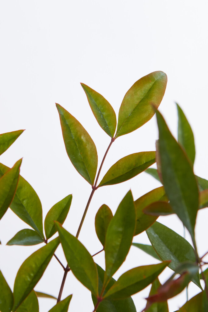 NANDINA DOMESTICA