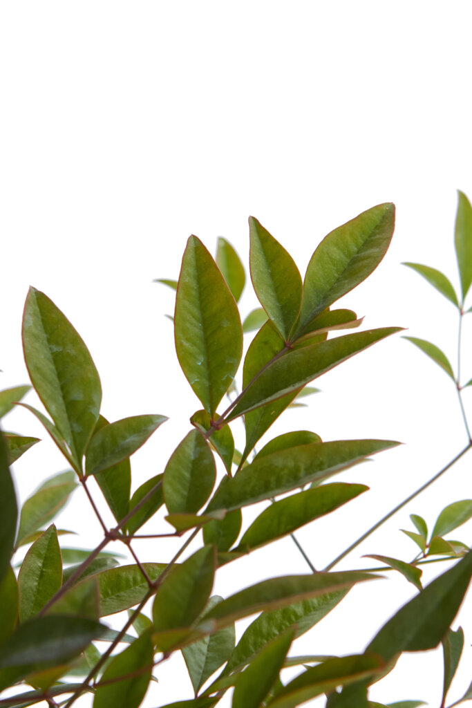 NANDINA DOMESTICA