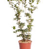 OSMANTHUS AQUIFOLIUM