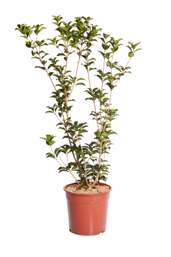 OSMANTHUS AQUIFOLIUM
