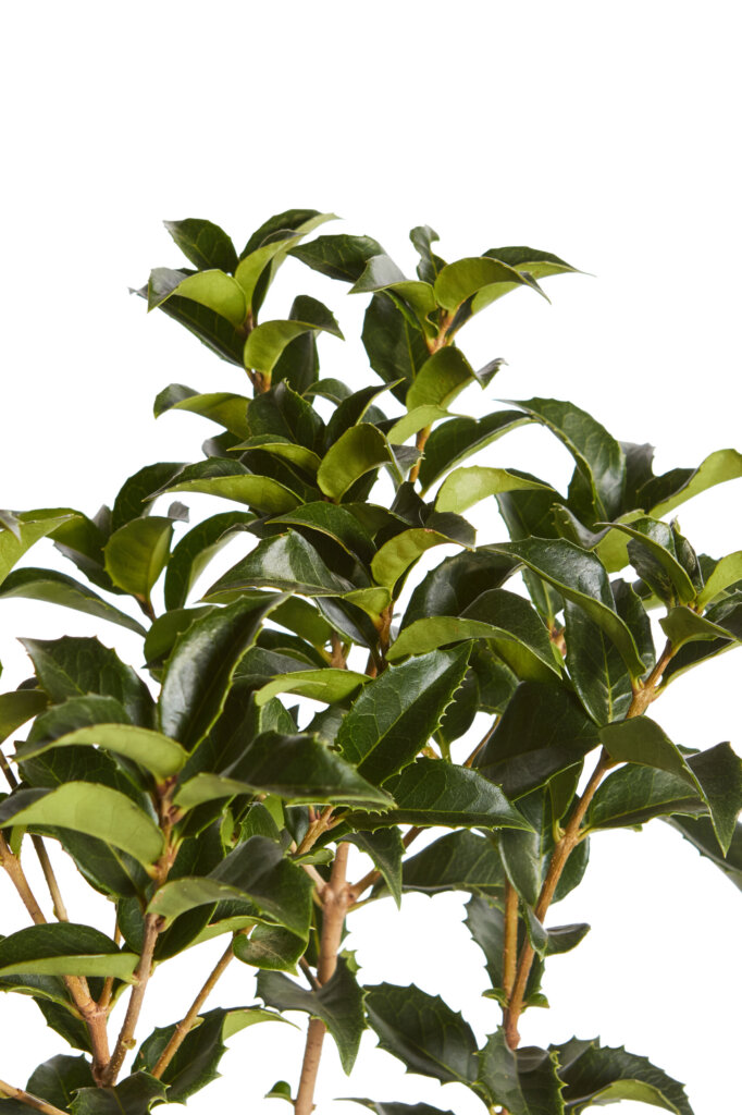 OSMANTHUS AQUIFOLIUM