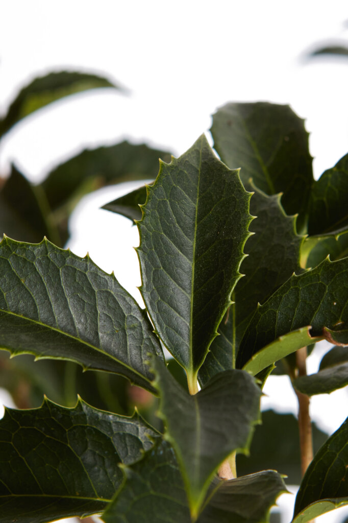 OSMANTHUS AQUIFOLIUM