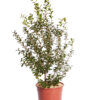 OSMANTHUS BURKWOODY