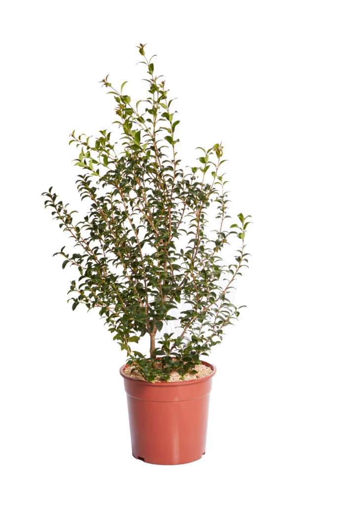 OSMANTHUS BURKWOODII