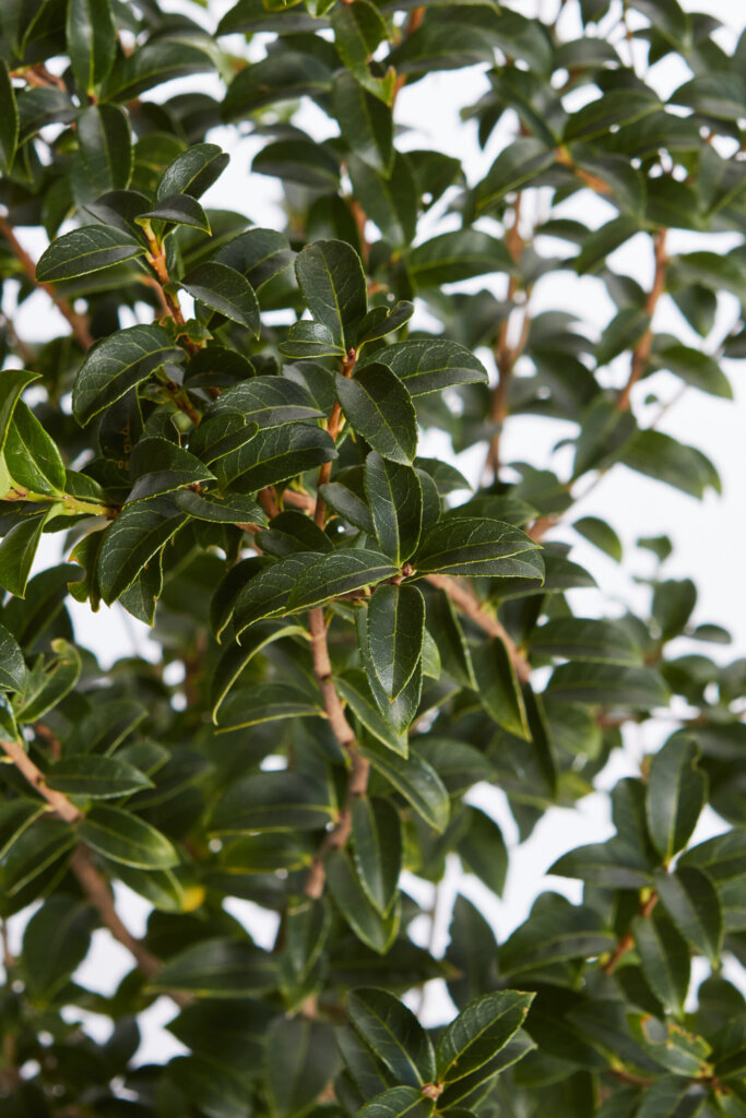 OSMANTHUS BURKWOODII