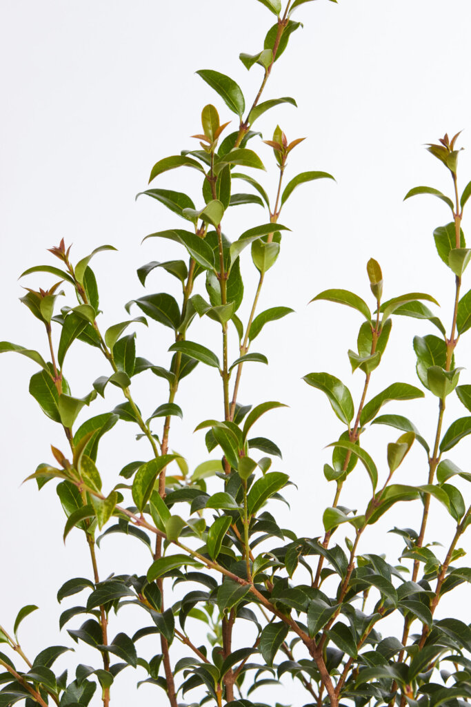 OSMANTHUS BURKWOODII
