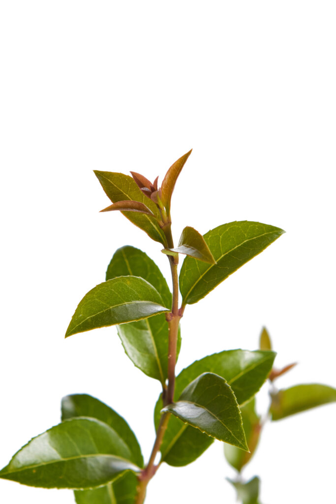 OSMANTHUS BURKWOODII