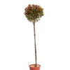 PHOTINIA CHICO