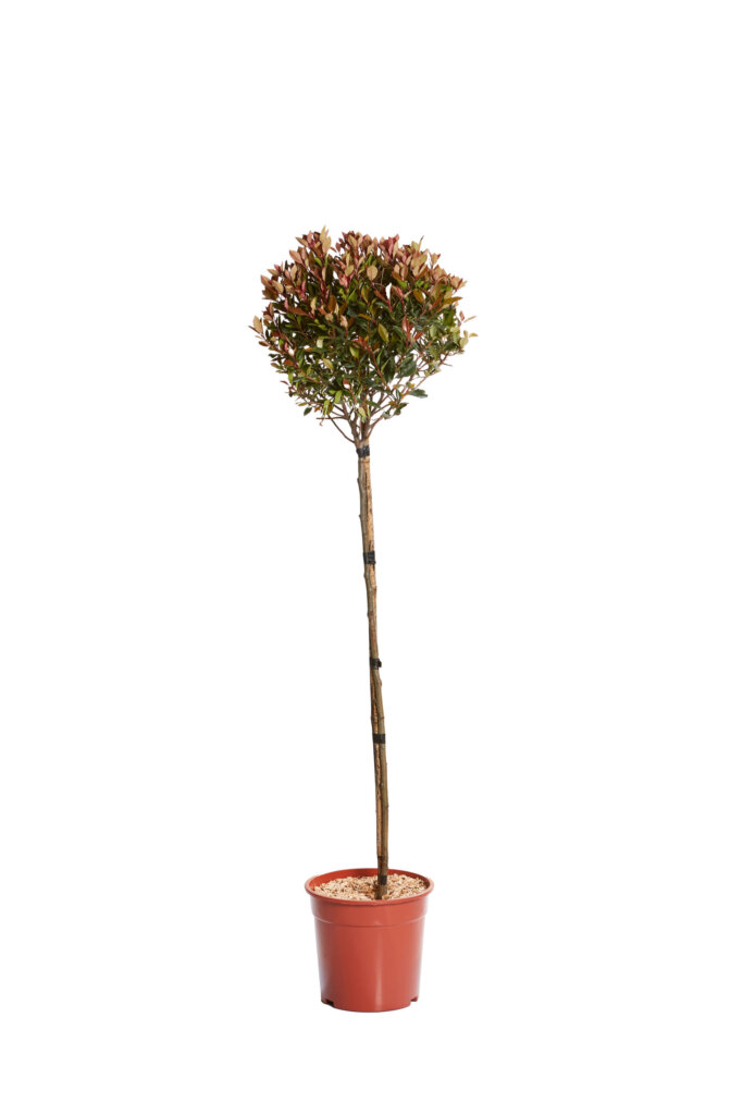 PHOTINIA X FRASEREI CHICO (R-ROYALTY)